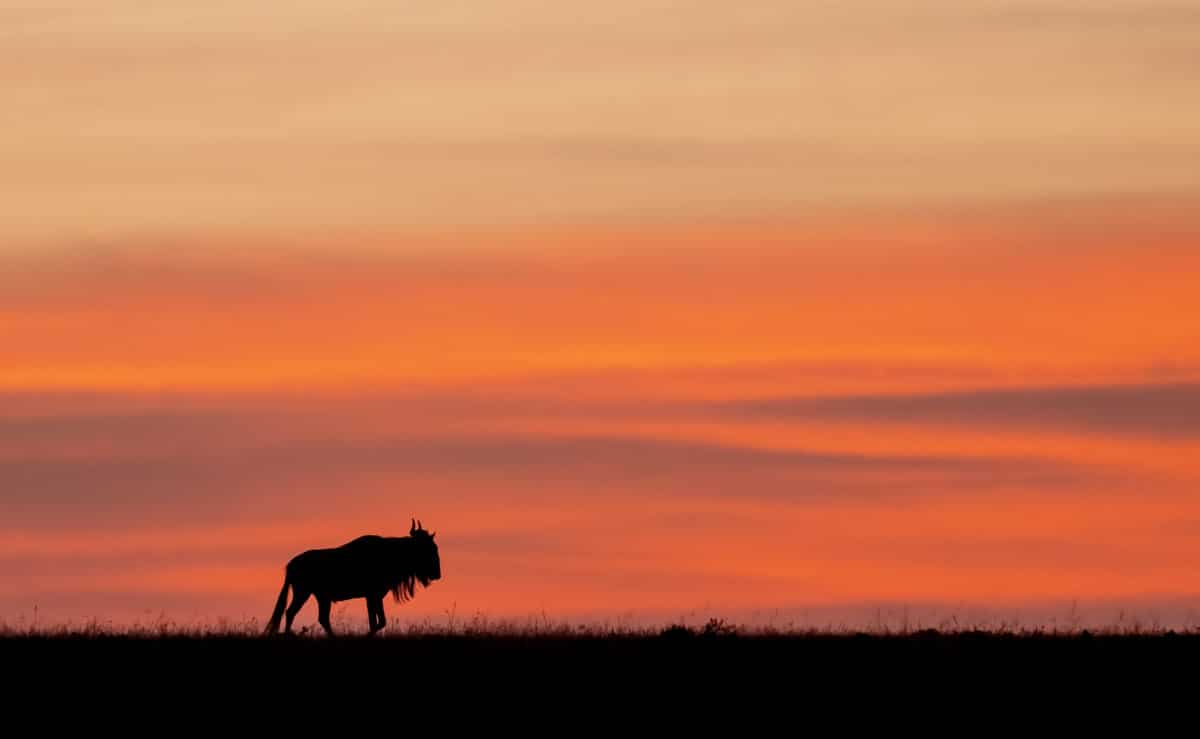 Safari silhouette of wildbeest by njwight.