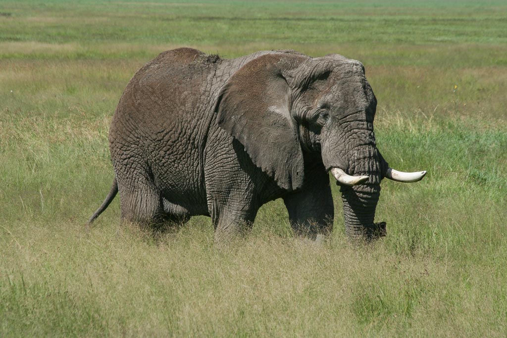 An old bull elephant in the ngorogoro crater