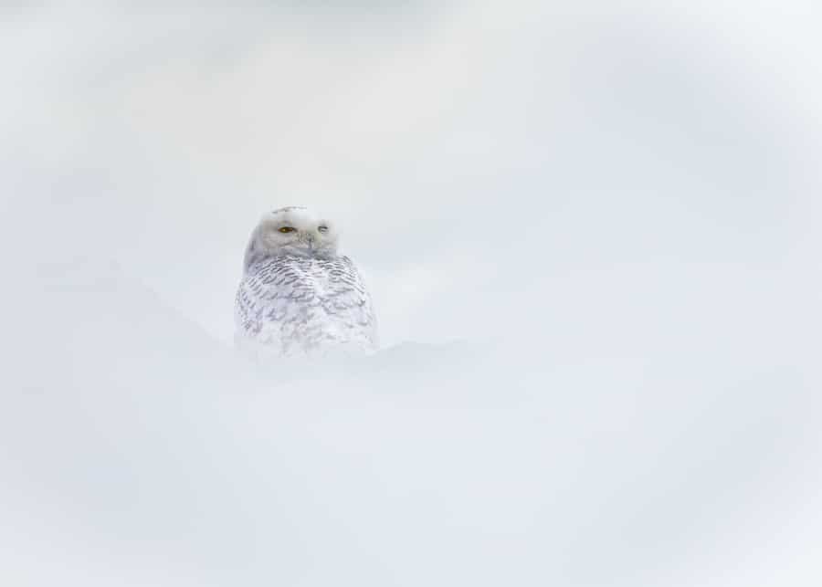 Snowy owl looking ghostly.