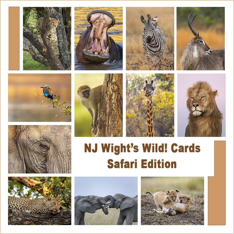Safari Wild! Cards • Original photo postcards from NJ Wight