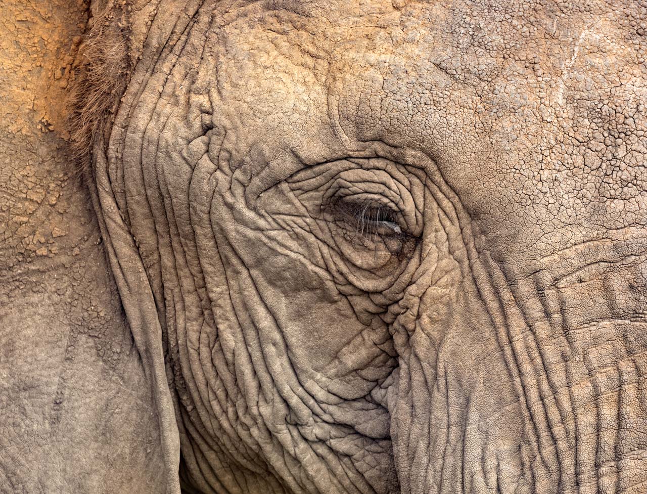 Elephant eye close up. NJ Wight