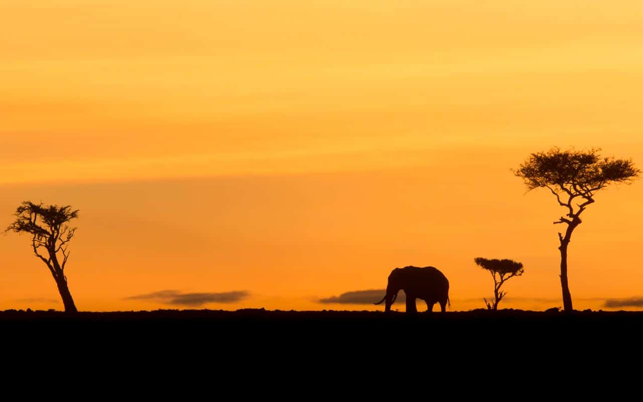 Elephant at sunset. NJ Wight