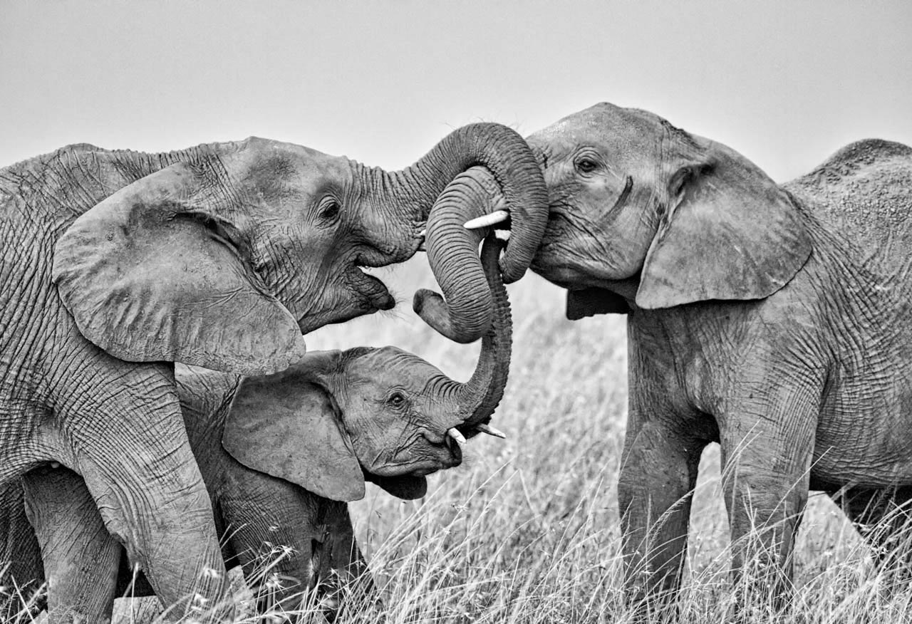 Elephants greeting with trunks entwined. NJWight