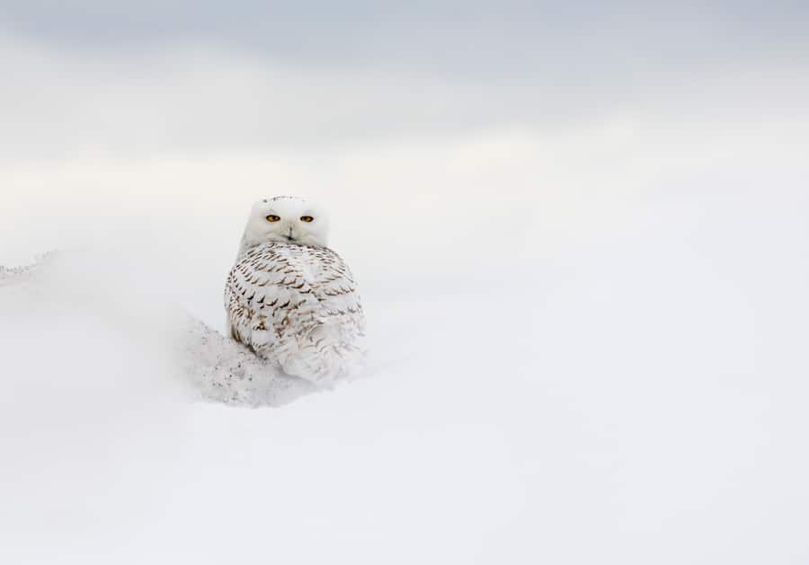 A ghostly photo of a snowy owl.