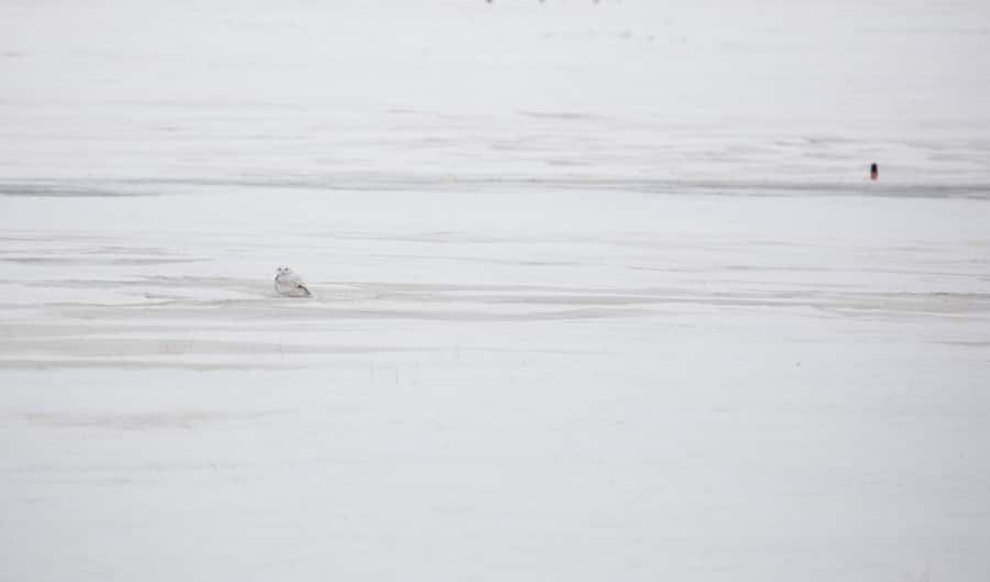 Snowy owl disappears in a field of snow.