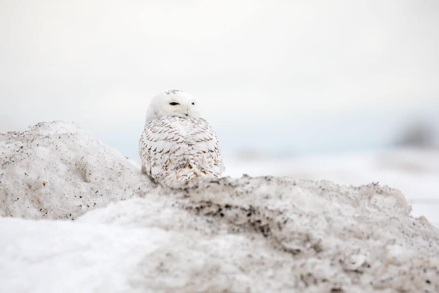 Snowy Owl in snow bank
