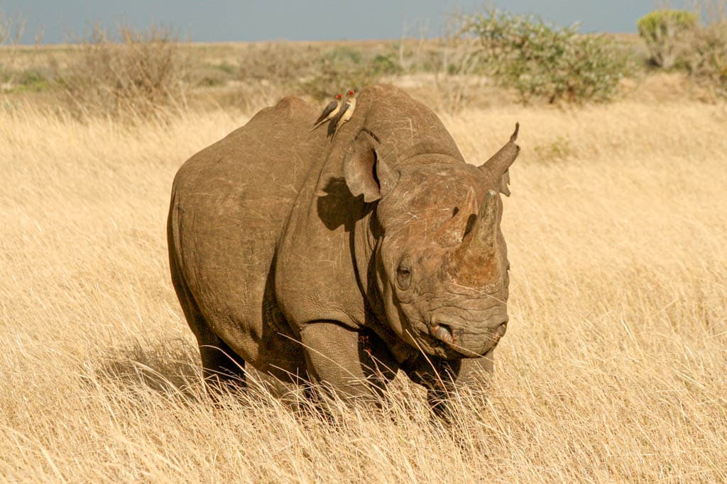 Black rhino with oxpeckers