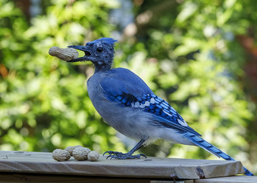 Dad-jay moulting this summer.