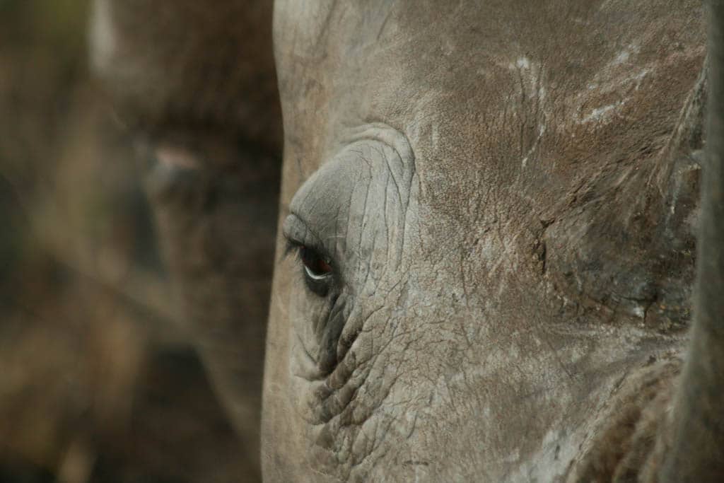 A close up of a white rhino looking forward
