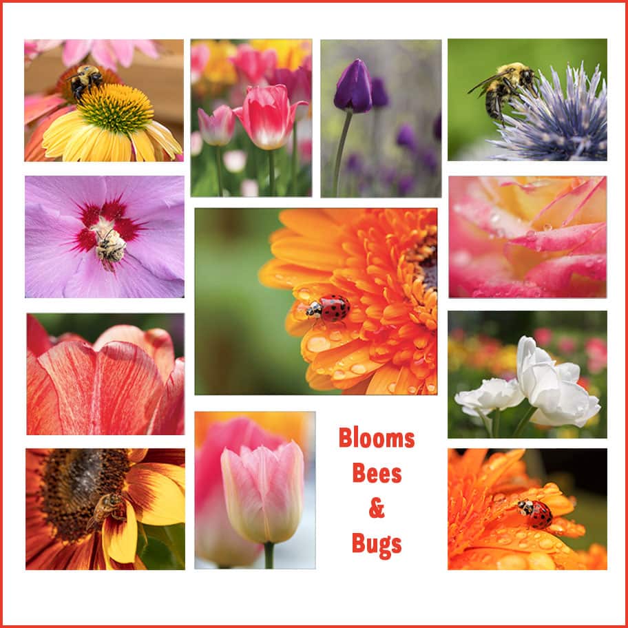 NJ Wight Blooms, Bees & Bug cards