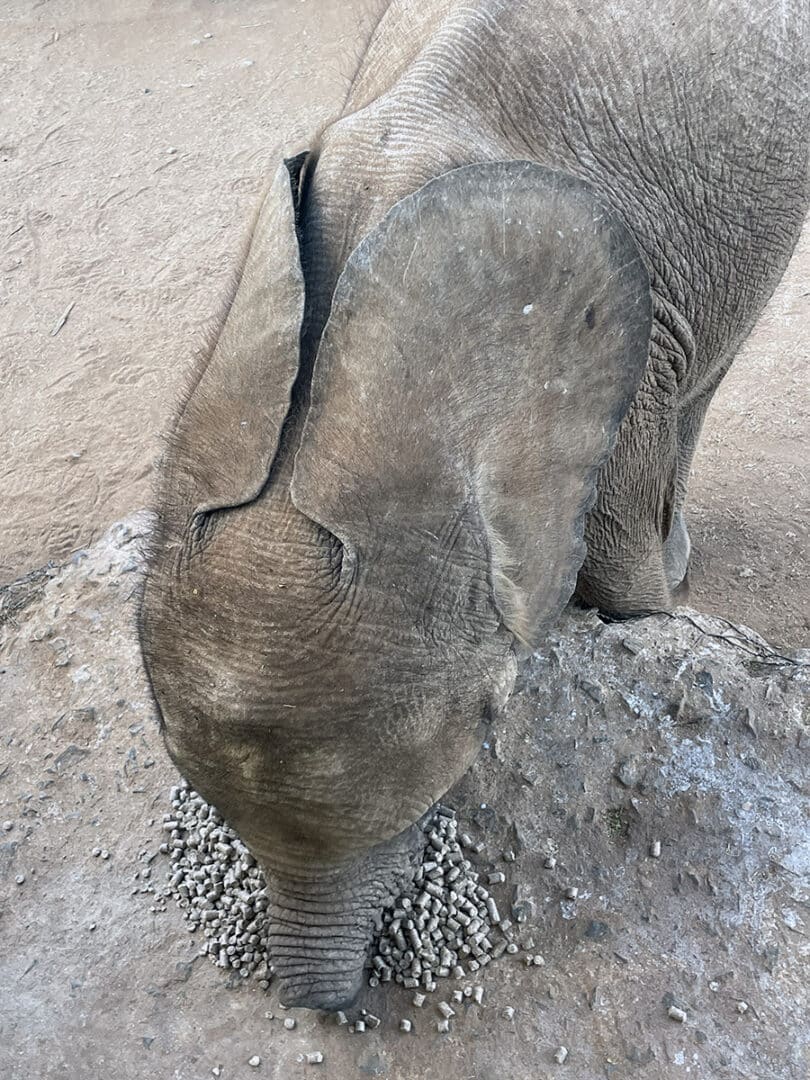 Long'uro at Reteti Elephant Sanctuary.