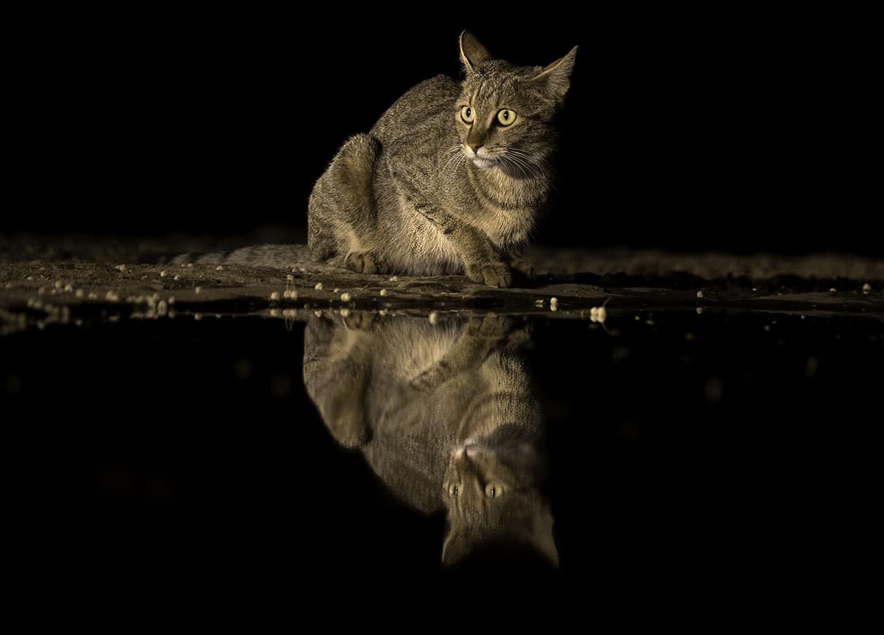 African Wild Cat with reflection by njwight