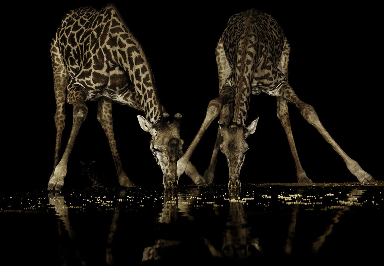 Two giraffes at waterhole with reflections