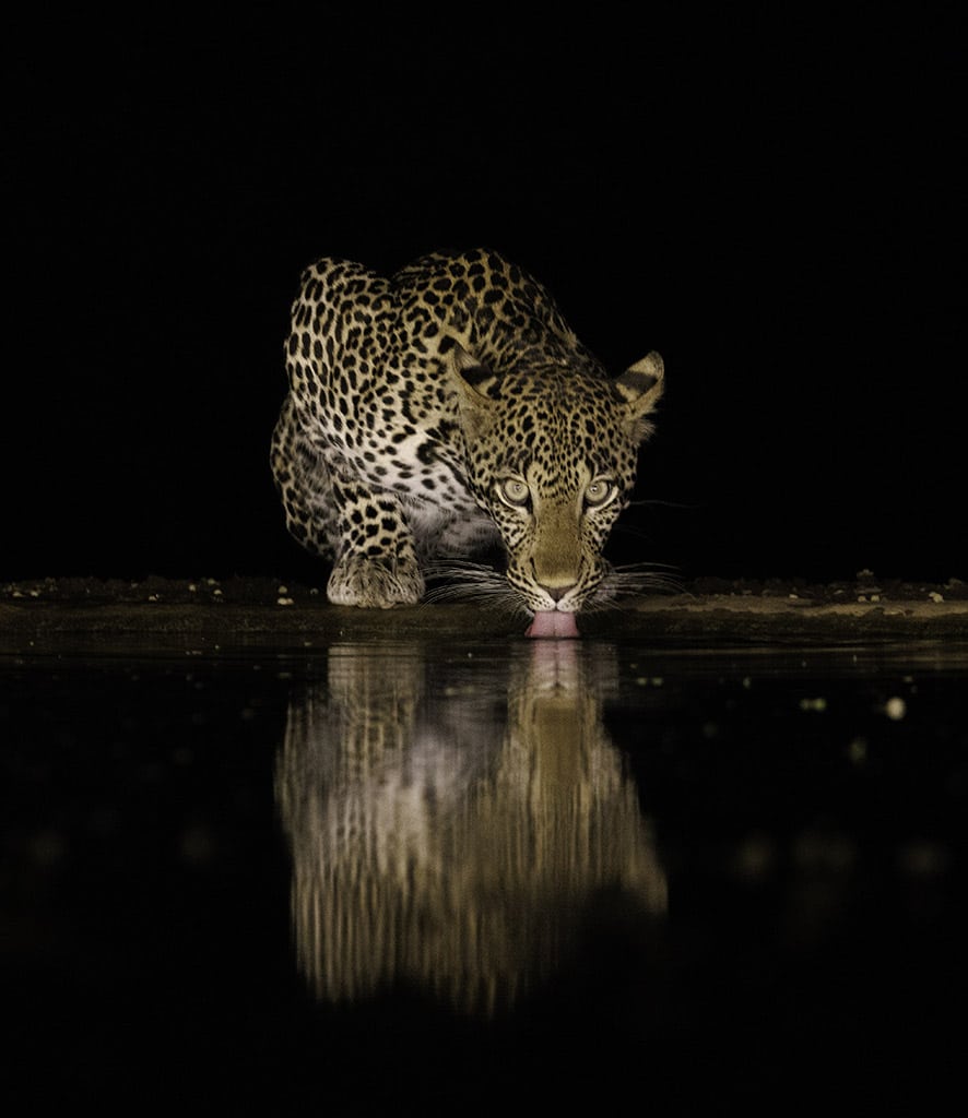 leopard drinking at night, with reflection.