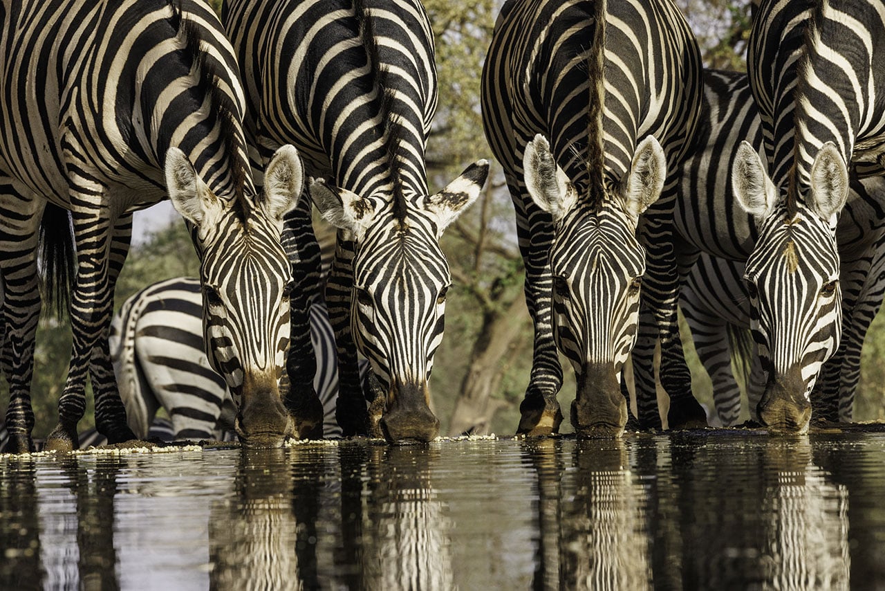 Zebras reflecting at waterhole.