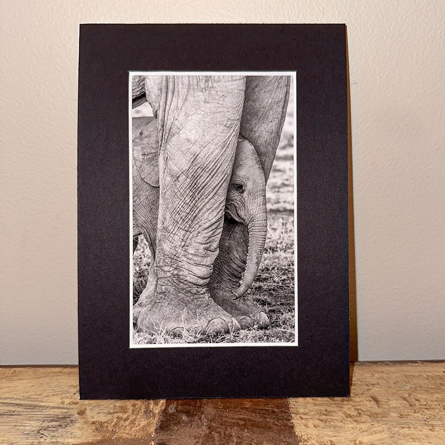 Baby elephant small print by njwight