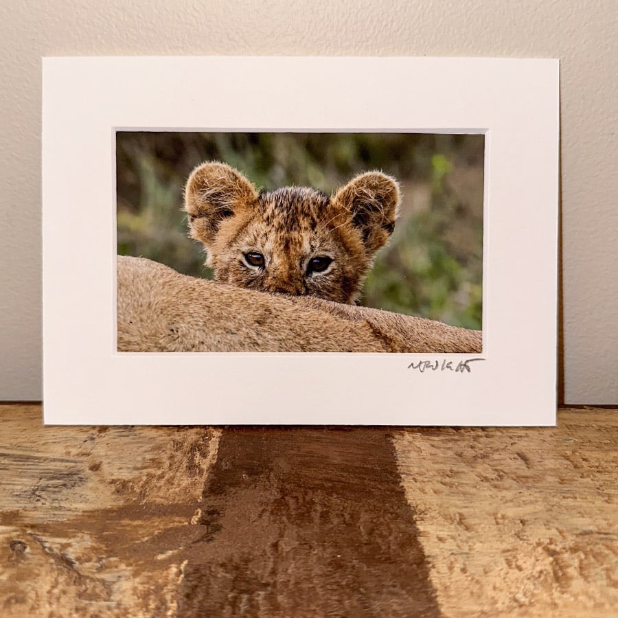 Lion cub mini print by njwight