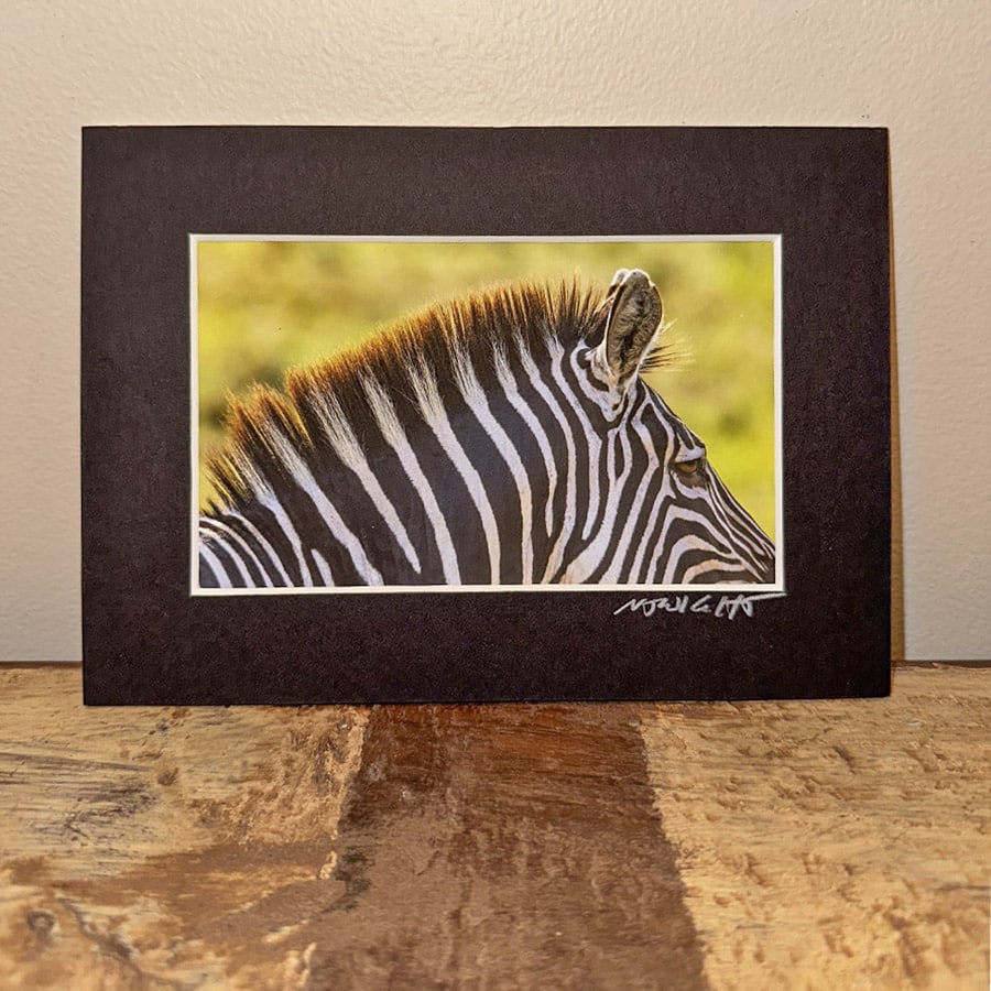 Zebra mohawk mini print by njwight