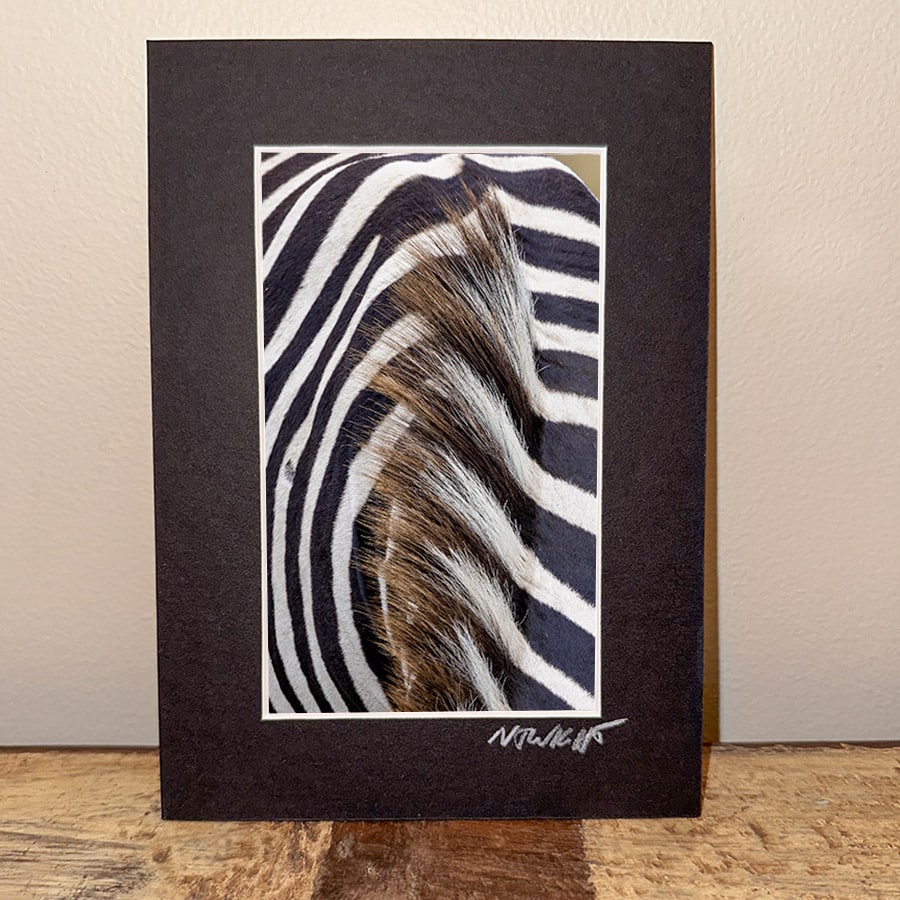 Zebra Mane mini print by NJ Wight