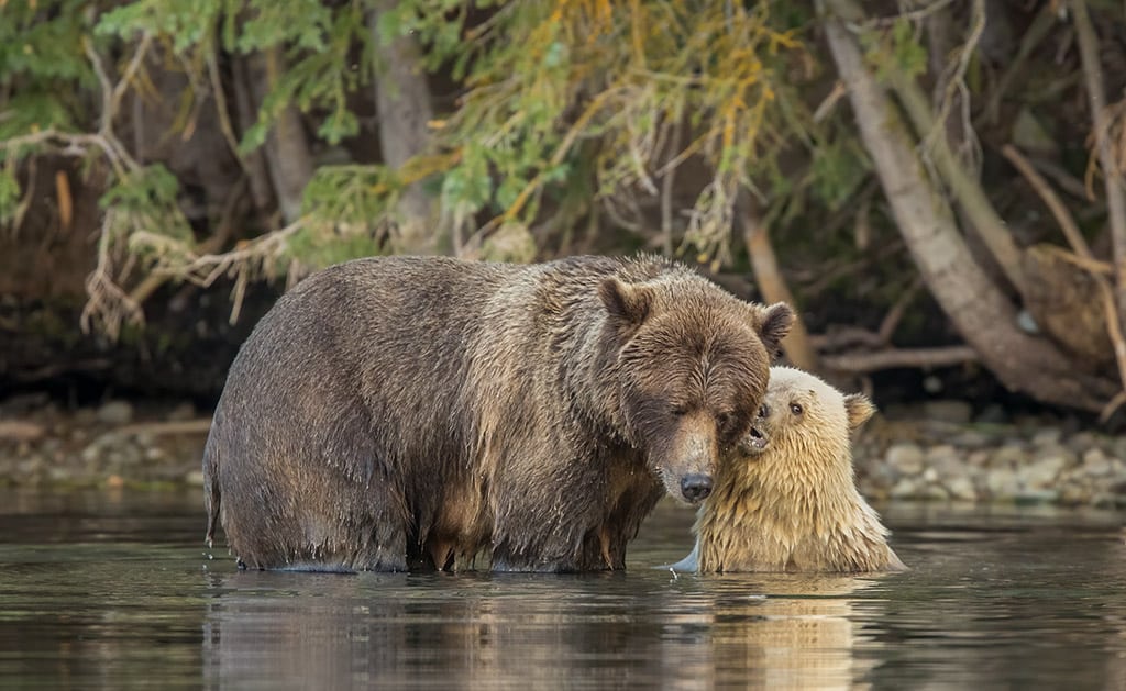 Grizzly bear and blond cub by njwight