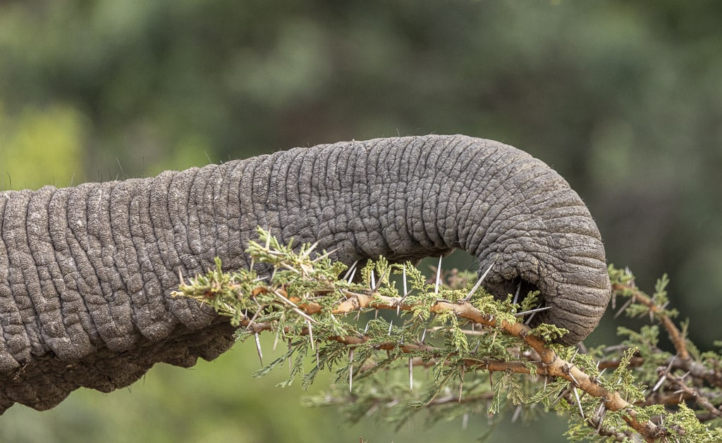 elephant trunk eating