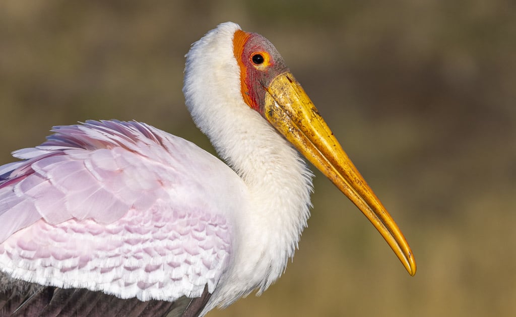 African pelican by njwight
